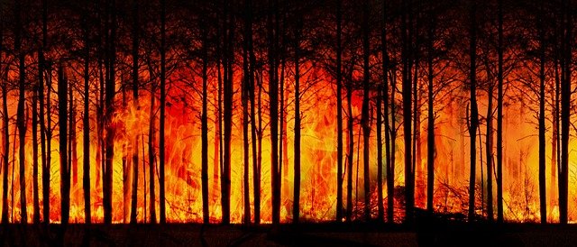Rise Like A Phoenix: The Big Secret Of Burning Your Deadwood